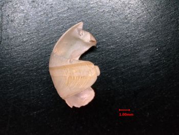 Media type: image;   Malacology 232049 Description: side 1 view of valve;  Aspect: side